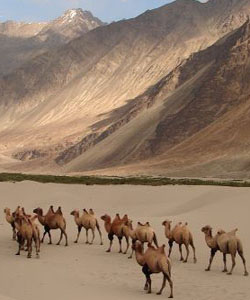Best Taxi Service in Katra
